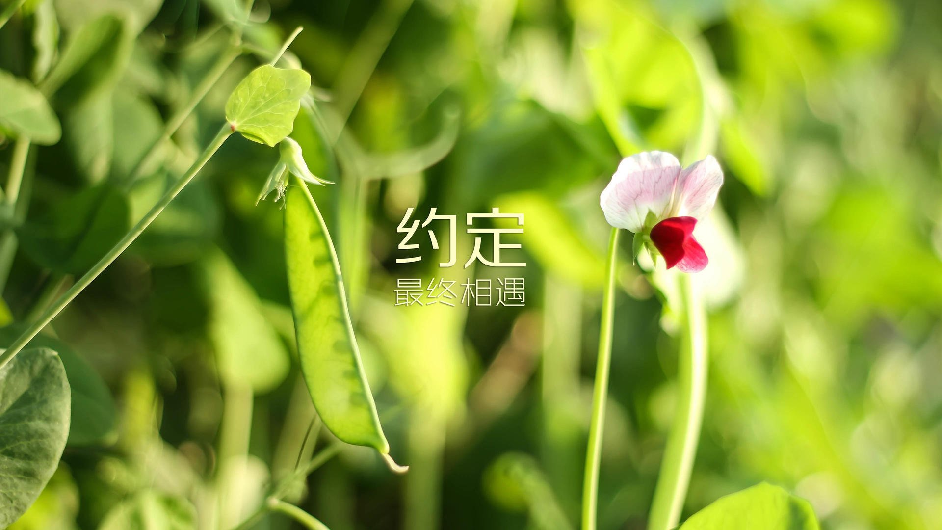 广东男篮老将发挥稳定年轻队员快速成长，广东男篮名将