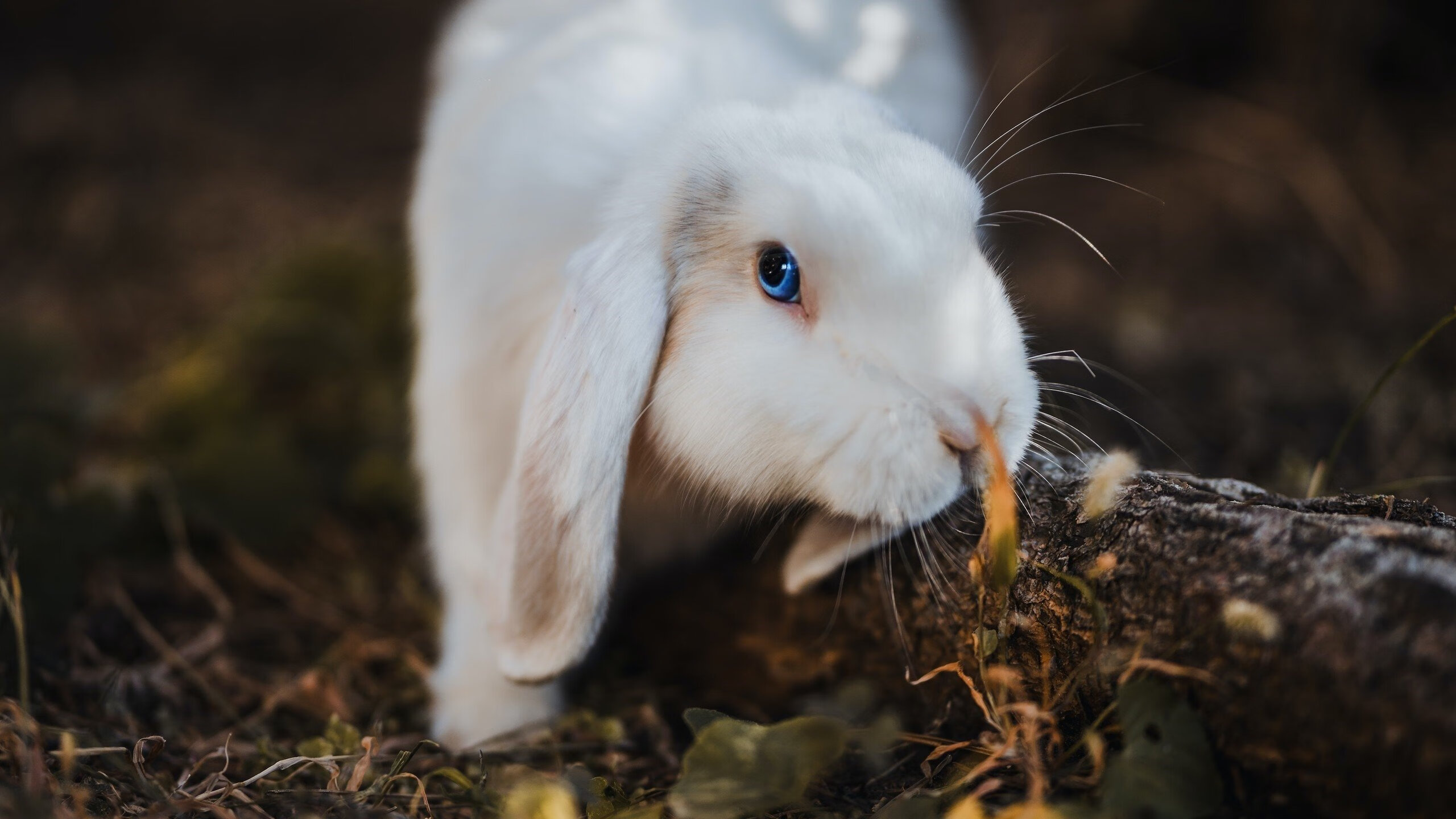 苏格兰橄榄球队的青年军力量崭露头角,苏格兰 队员